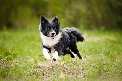 VespasMum's tweet photo. Stamina is the strength and energy that allows your dog to sustain physical and/or mental effort for long periods of time. Increasing your dog’s stamina reduces fatigue and exhaustion and therefore helps prevent injuries. Read the full blog https://t.co/KvrlIUt1pw https://t.co/41vSb3W3Cw