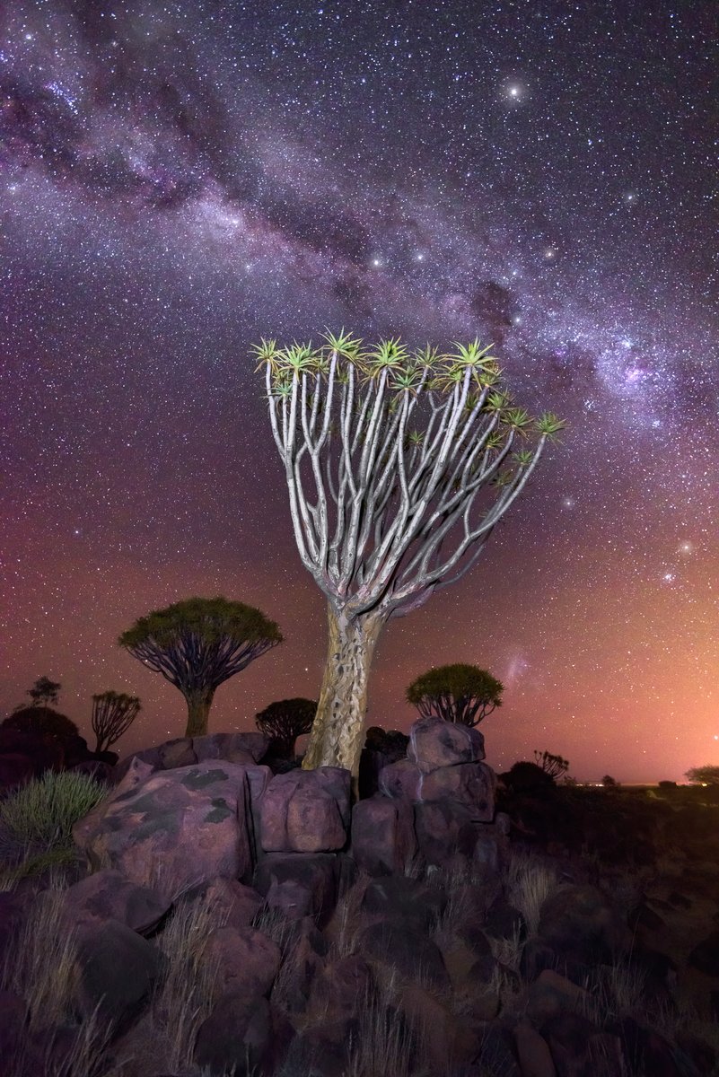 anshar's tweet photo. Aloe Tree Forest and Starry Sky, Keetmanshoop, Namibia #keetmanshoop #namibia https://t.co/m1fB0ltNvF