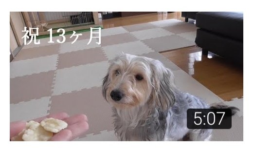 ソラのお部屋 Youtube 簡単米粉クッキーでお祝い オーブン要らずで作れるレシピ ぜひ ご覧下さい T Co Jsiacjew8x 犬好きさんとつながりたい 米粉レシピ 米粉クッキー 犬の手作りおやつ T Co Hd50kk4aj2 ソラのお部屋 Youtube 簡単米粉クッキーでお祝い オーブン要らずで作れるレシピ ぜひ ご覧下さい T Co Jsiacjew8x 犬好きさんとつながりたい 米粉レシピ 米粉クッキー 犬の手作りおやつ T Co Hd50kk4aj2