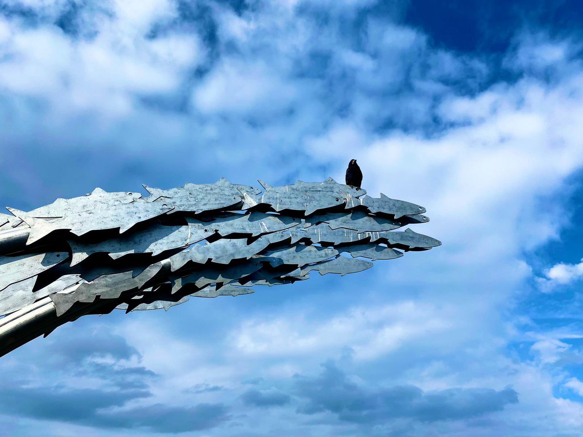 paddyraffcomedy's tweet image. Disgruntled crow at Ballycastle harbour