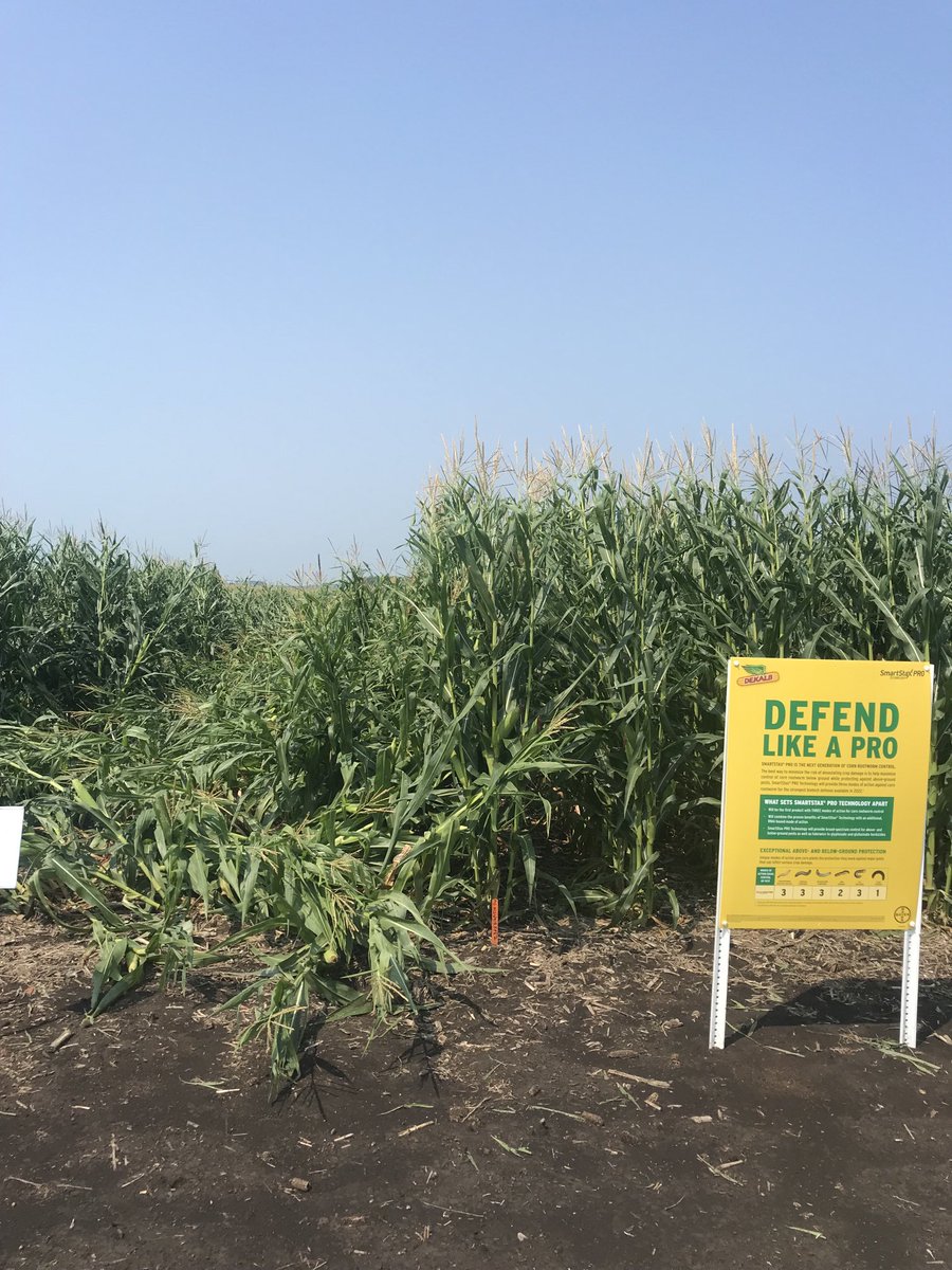 With heavy rain and wind last night, it is easy to see the value of SmartStax Pro under heavy corn rootworm pressure in continuous corn trial near Dell Rapids, SD. SmartStax pro on right and Double Pro check on left. #Dekalb