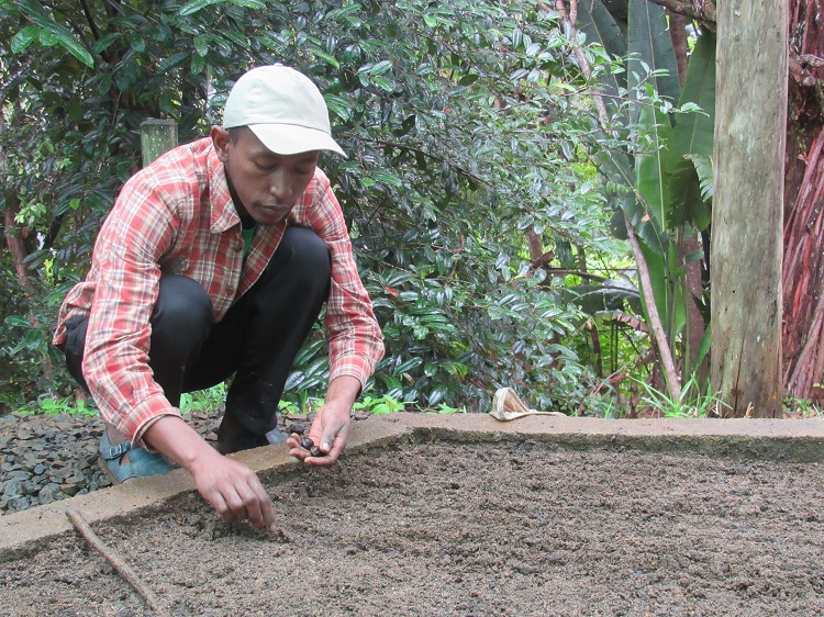 Once a priority area for plant conservation Ambatobiribiry Forest #Madagascar is now almost gone. To save something (e.g. the CR Chouxia macrophylla shown here), seeds are collected from remaining trees for ex-situ conservation at Parc Ivoloina <a href="/MadaFaunaFlora/">MFG</a>  <a href="/InsideNatGeo/">National Geographic Society</a>