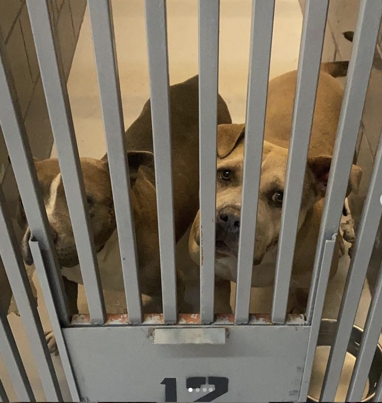 TheTucsonDogMag's tweet photo. @lendabone PLEASE RT! These 2 at risk of being put down! Pits aren't allowed to be adopted out of this shelter &amp; must leave w/a rescue or foster to get out alive. We're running out of space &amp; they'll be next for euthanasia. Fostering's FREE &amp; we provide everything you need. #dogs https://t.co/o0zTl4prX1