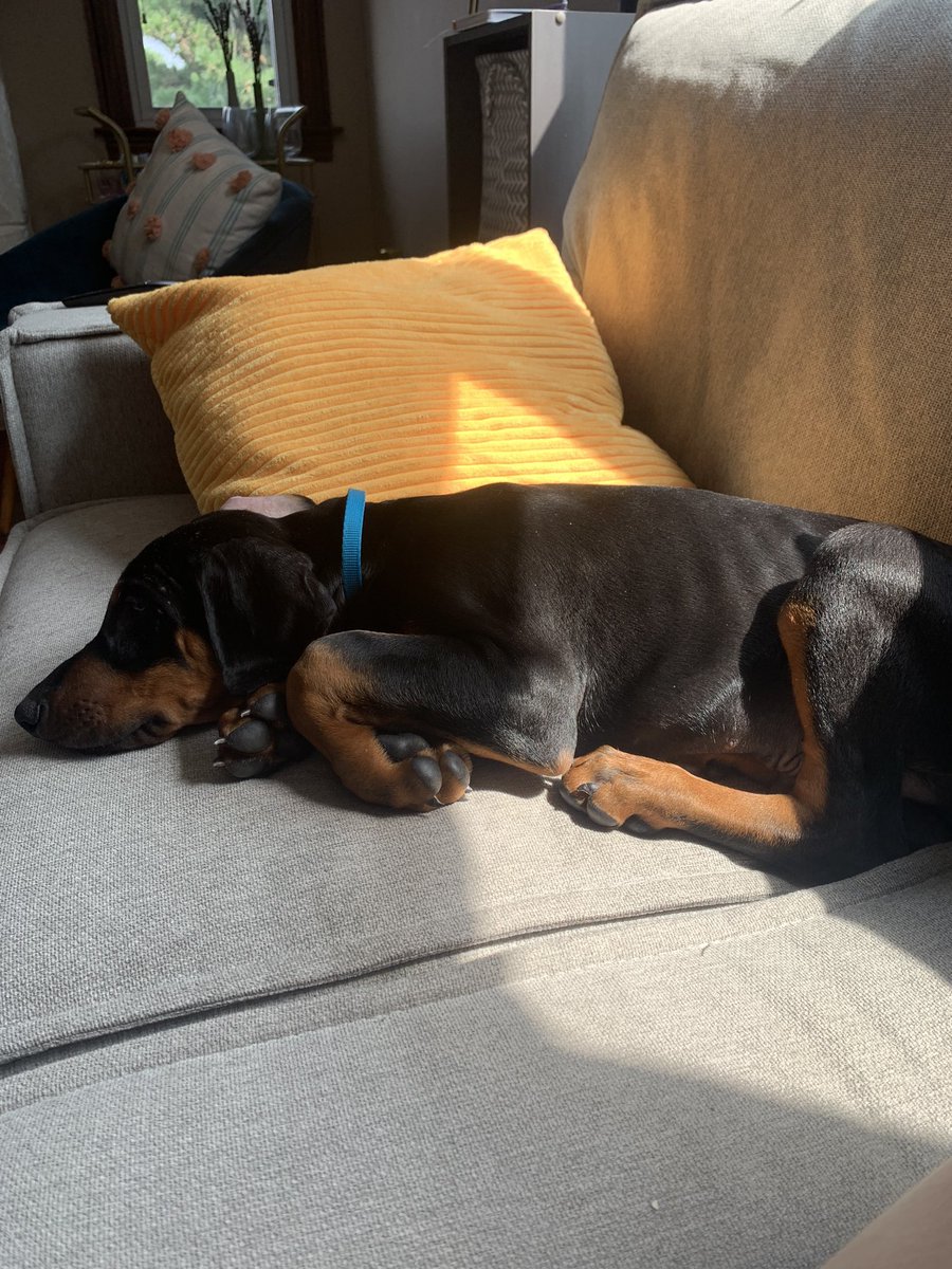 _FabGab97_'s tweet photo. I’m so deeply obsessed with my dog https://t.co/bP4PL0k1MW
