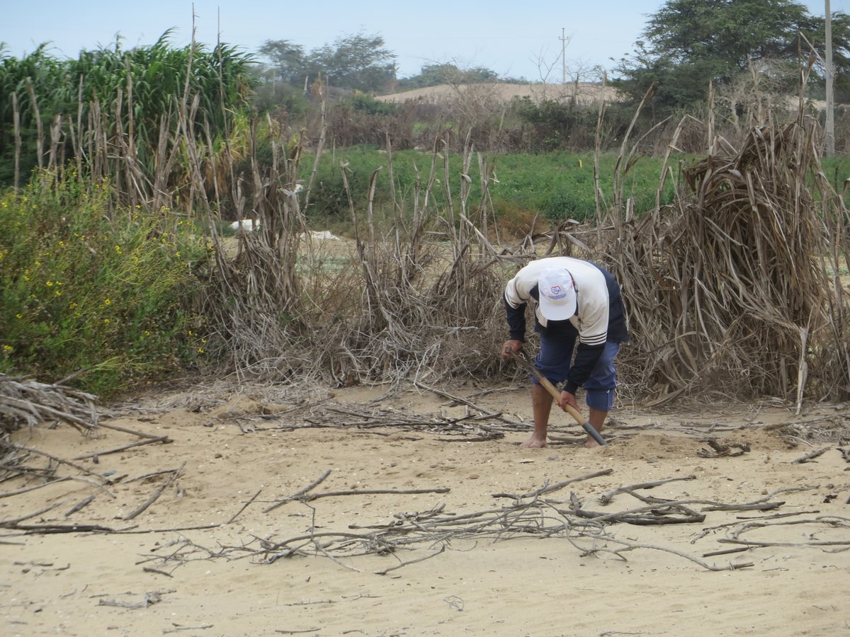 ¡A Rocha Perú ha vuelto a reforestar! 🌳🌳 En esta ocasión plantamos 90 algarrobos en 0,6 hectáreas en San Pedro de Lloc. Trabajamos junto a un miembro de la comunidad local, el Sr. Juan Chayquehanque. ¡Gracias por ayudar a comprometerse con la conservación de los bosques secos!