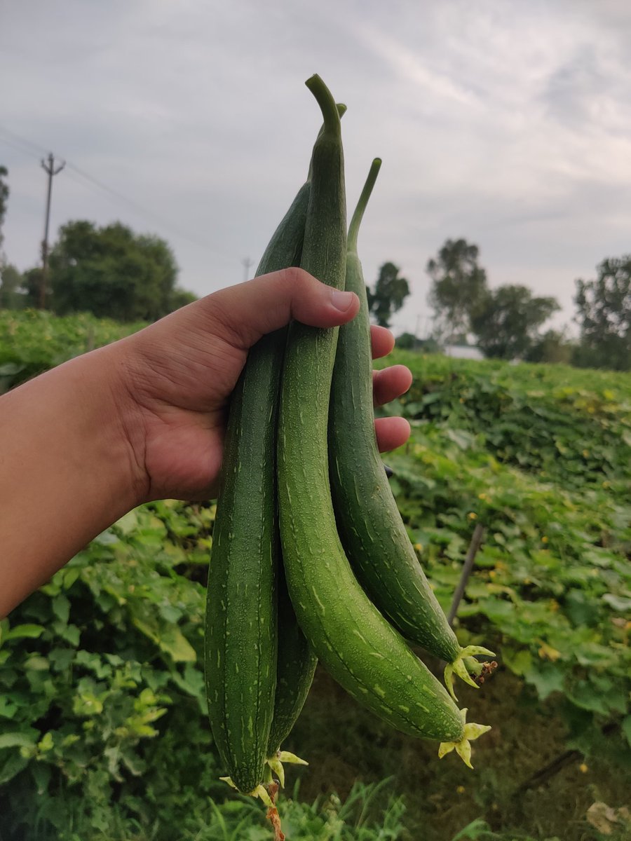 sswami_iitd's tweet photo. #Vegitables from our field ! हमारे खेत से सब्जियां! Garh Ganga fileds !
#vegetables
#fresh
#GreenFresh
#fieldtime
#vegitables
#homevegitables
#familytime
#family https://t.co/PBkLiEYtem