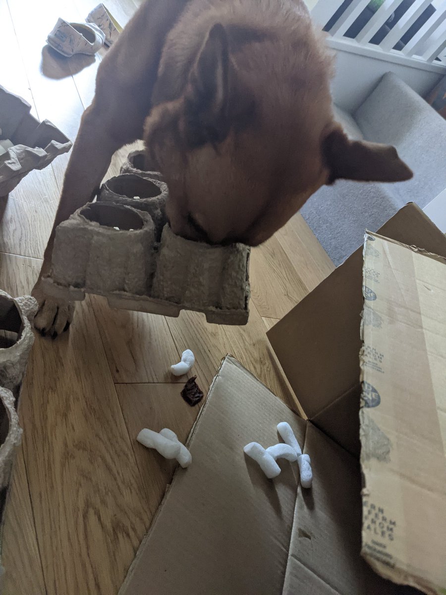 LK_Fitzpatrick's tweet image. Got this rather exciting @wildernessbeers delivery this week! Delighted with the #beer goodies inside and Seaweed loved the repurposing of the packaging into a rummaging game! #SomethingForMe #SomethingForDoggo
