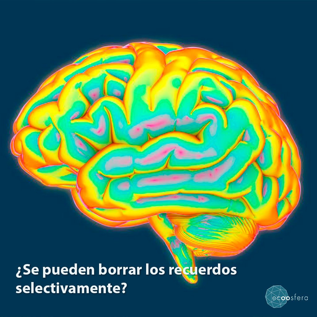 ecoosfera's tweet photo. Científicos buscan la posibilidad de implantar recuerdos falsos en la memoria para luego borrarlos. 🧠 💭
https://t.co/ODNKcXxUAs 👈
#Ecoosfera https://t.co/DZCdBSU3Ry