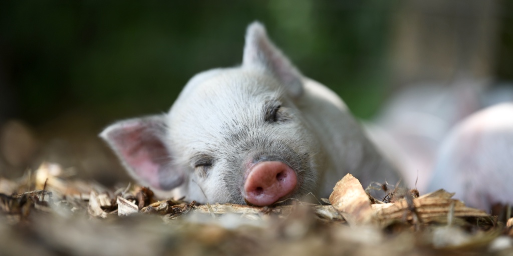 Lazy long #weekend incoming…

Have you visited the farm yet? Lots of customers recently have been commenting on how #relaxing the experience is…a calming piggy heaven to unwind in and just enjoy the moment 🐷

Come and chill with the KLP piggies this summer!
