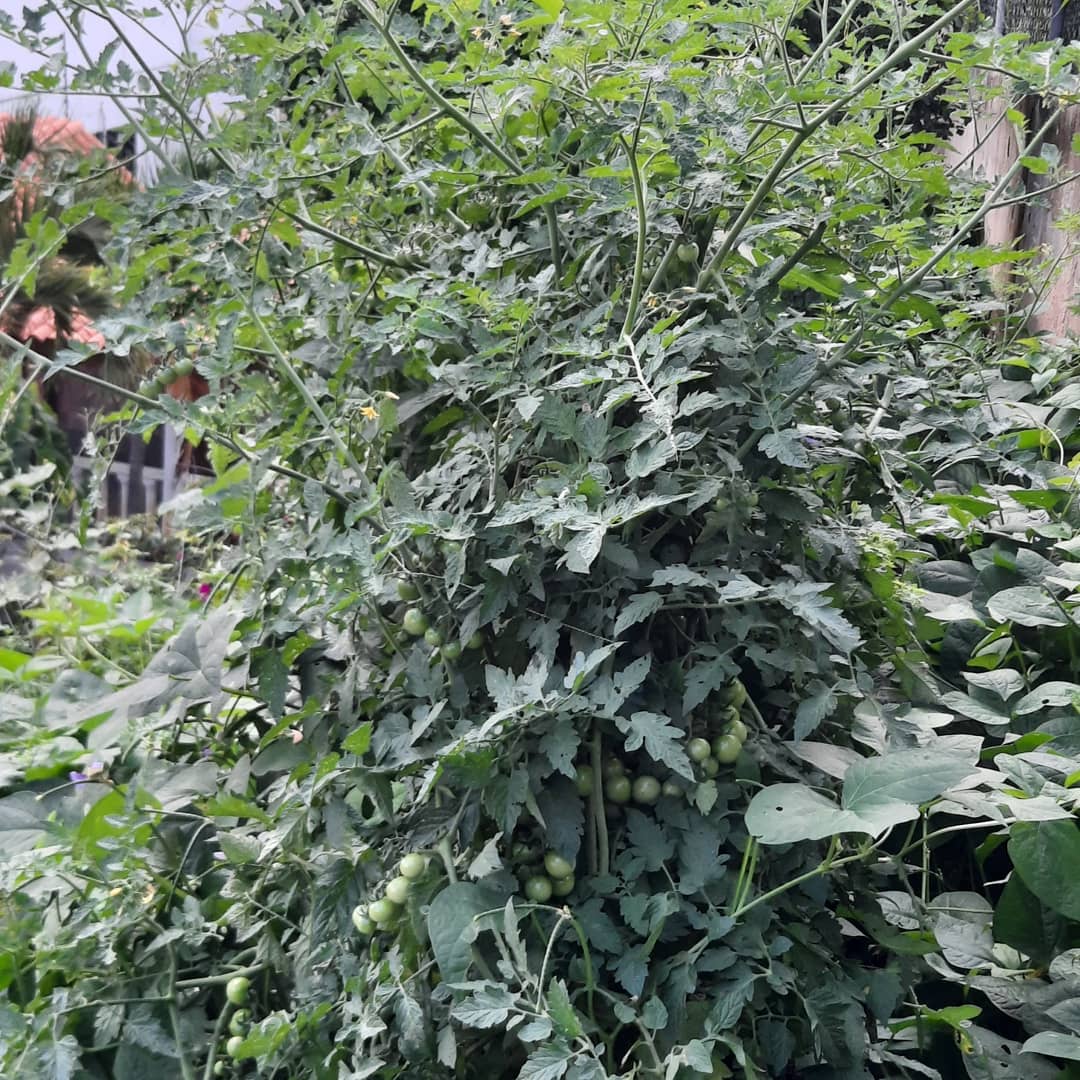 BiojetCompostaj's tweet photo. Resultados concretos #Tomates Cherry Cultivados con #Biocompost de #Biojet, Plantas y Microorganismos Benéficos del Dr @jhonathantorres y llevados por nuestro asesor el Dr @GustavoENouelB
Se Puede Hacer #Agricultura Orgánica Intensiva y Rentable https://t.co/MGWoPYgATJ