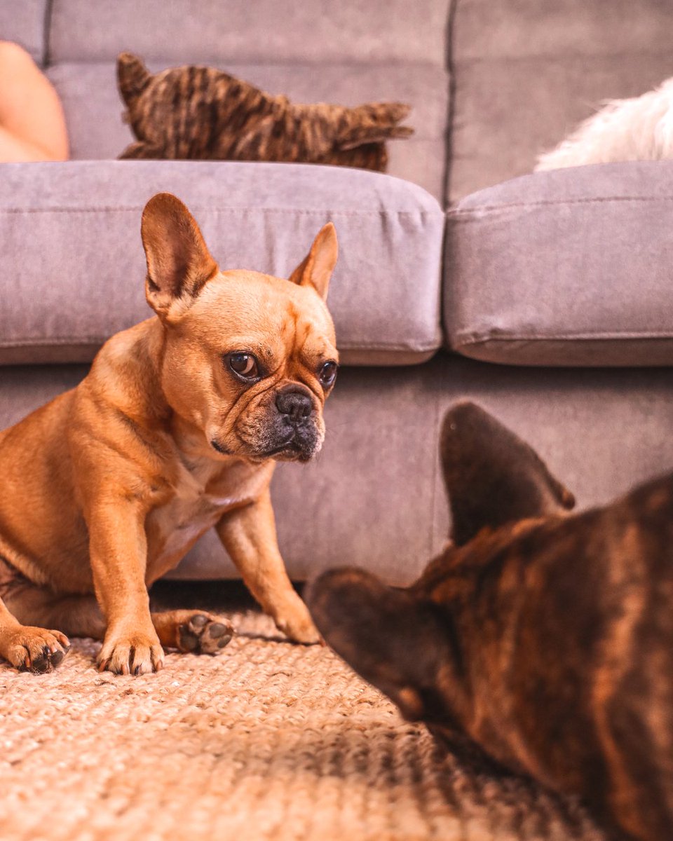Guys, dis boi is abnormal. 😝

 #frenchie #frenchbulldog #dog #dogstagram #dogsofig #frenchiesofig #frenchielover #doglover #puppylover #dogpuopy #frenchiepuppy #puppy #dogslife #frenchieslife #dogsroutine