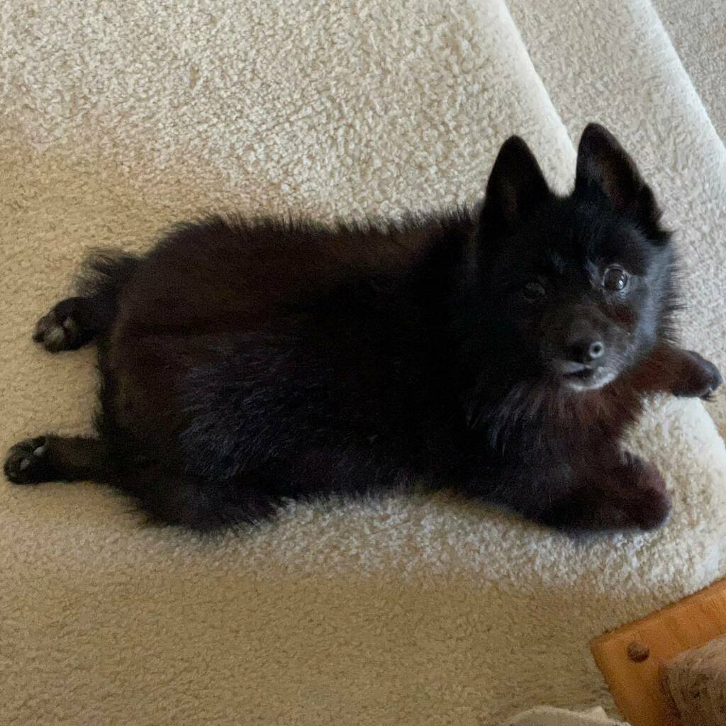 SullysRants's tweet photo. Yea- so cute! #schipperke https://t.co/gUFzg4VYMY