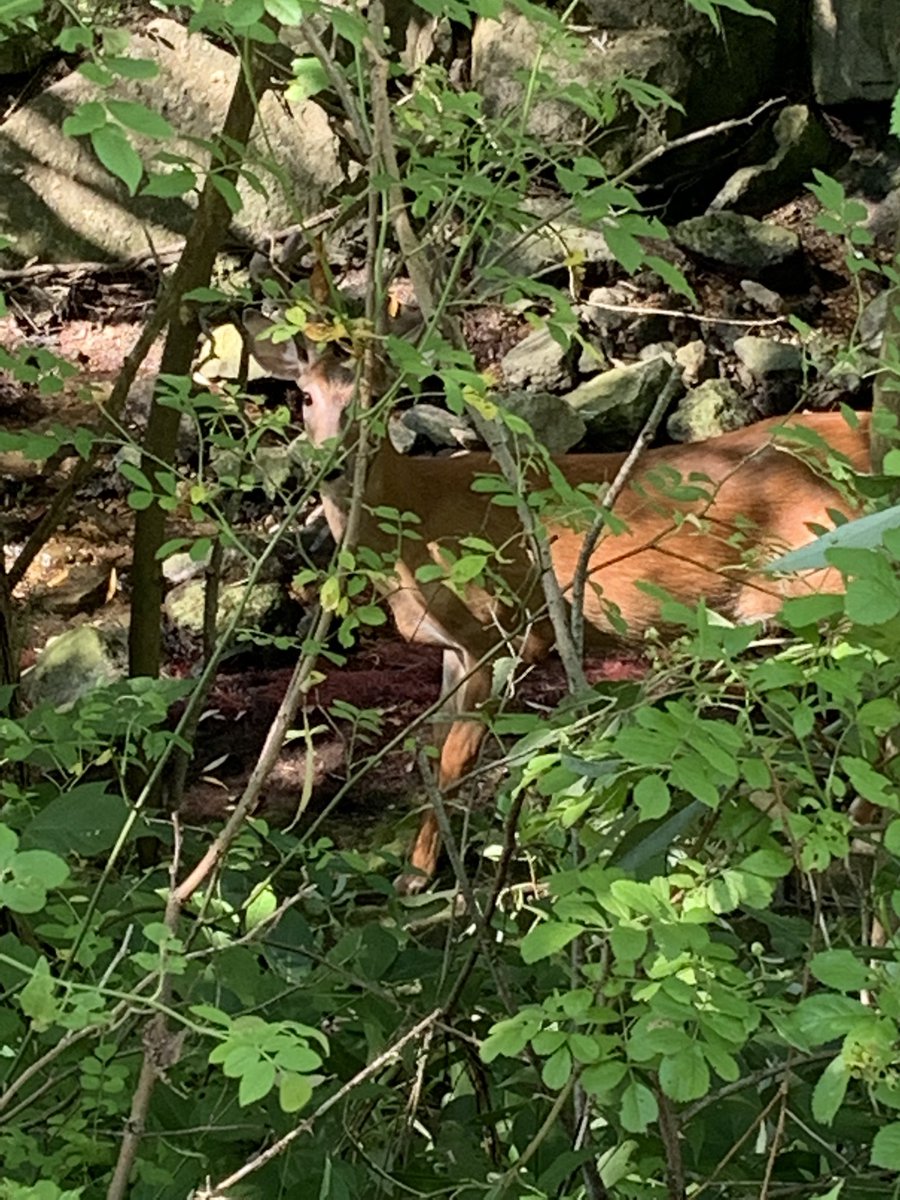 LongoRobert's tweet photo. Thanks @breakfasttv for the tip on the “secret” walks. #dorismccarthytrail https://t.co/Op2j4re6Cl