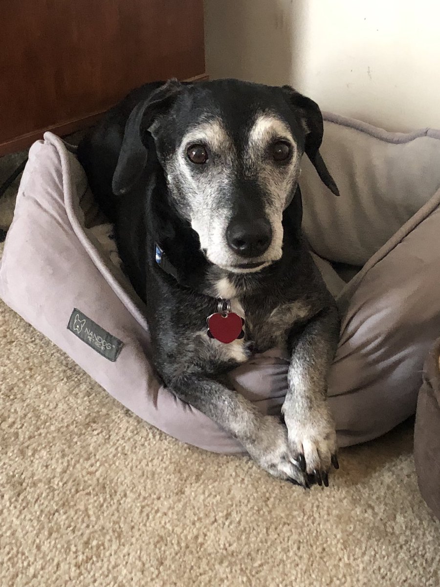 Jenn_Bufkin's tweet photo. @romyreiner My old man Earnee- he’s 14 years young https://t.co/KRME4C1lHv