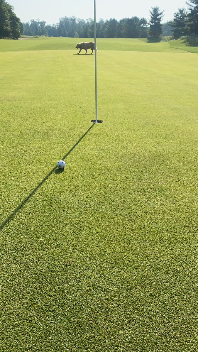 “You’re crazy, you see what Booker is doing at OC, it can’t be done”…well it can be done. No synthetics, no fungicides, no topdressing-lots of biology, lots of microbial foods, nature’s doing the work. Oh yea almost forgot-no thatch, fast and firm   to boot. Regenerative turf 👍
