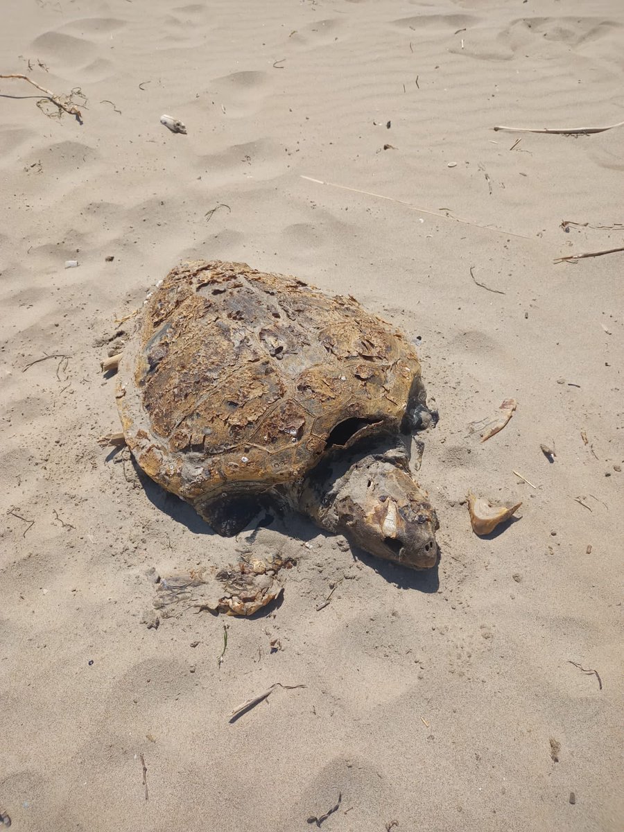 Leleprox tweet media