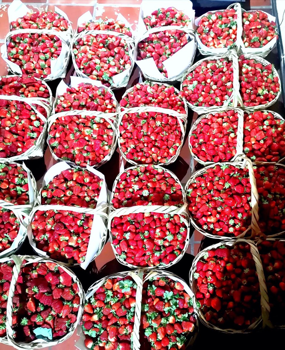 NATHY0903's tweet image. OFERTA!! 18.000Gs el kilo! Teléfono:0981-801333
Rt por favor cosechamos muchísimas frutas