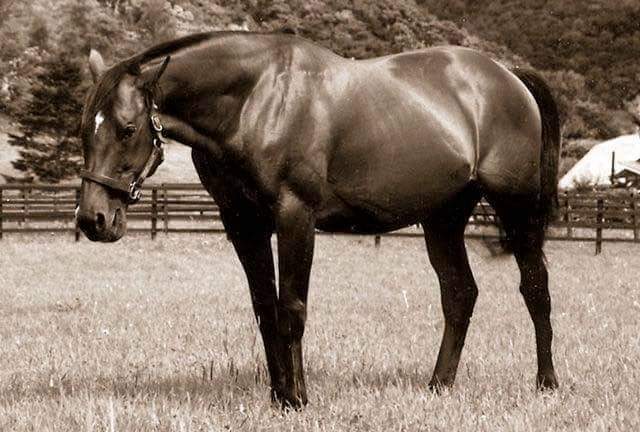 HORSERACING1002's tweet photo. MALACATE (LUCKY DEBONAIR)
Winner 1976 Irish Derby #Malacate María Félix horse https://t.co/Vt5QOYgL6V