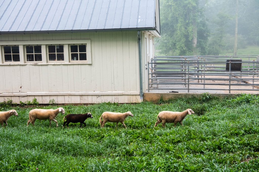 blackberryfarm tweet picture