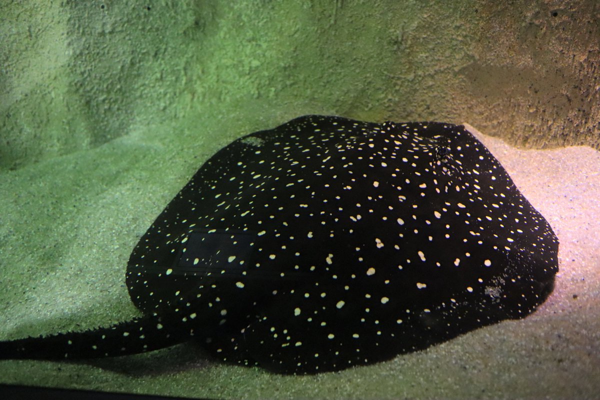 カワスイ 川崎水族館 on X: 