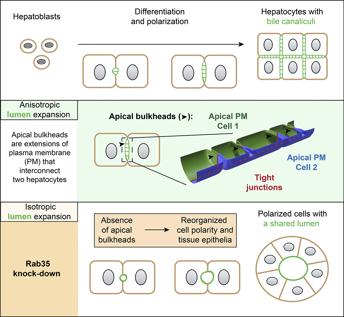 Journal of Cell Biology (@jcellbiol) on Twitter photo Anisotropic expansion of hepatocyte lumina enforced by apical bulkheads. A new study from <a href="/LenkaBelicova/">Lenka Belicova</a> <a href="/Jul_Delpierre/">Julien Delpierre</a> <a href="/ela_gralinska/">Elzbieta Gralinska</a> <a href="/andresm_1986/">Hernán Andrés : hernanmn.bsky.social</a> <a href="/nizzle_fe_shizz/">Christian Franke</a> <a href="/ZerialLab/">Zerial Lab</a> <a href="/mpicbg/">MPI-CBG Dresden</a> and colleagues. bit.ly/3764kqy
#Development #Polarity Anisotropic expansion of hepatocyte lumina enforced by apical bulkheads. A new study from <a href="/LenkaBelicova/">Lenka Belicova</a> <a href="/Jul_Delpierre/">Julien Delpierre</a> <a href="/ela_gralinska/">Elzbieta Gralinska</a> <a href="/andresm_1986/">Hernán Andrés : hernanmn.bsky.social</a> <a href="/nizzle_fe_shizz/">Christian Franke</a> <a href="/ZerialLab/">Zerial Lab</a> <a href="/mpicbg/">MPI-CBG Dresden</a> and colleagues. bit.ly/3764kqy
#Development #Polarity