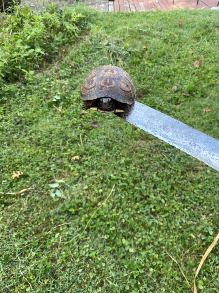 Dntcallmehoney's tweet photo. Hey @Ologies fam, is this a tortoise I just found in someone’s backyard?? I’m in southeast ohio and we usually have snapper and siding turtles and I’m concerned this buddy needs help. #turtle #testudinology @biophiliamanda https://t.co/lndSpQ6pe5