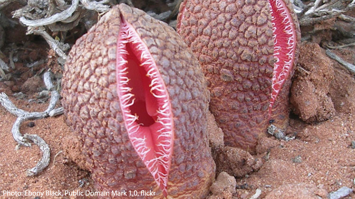 AMNH's tweet image. In southern Africa, the parasitic jackal food plant attaches to the roots of other plants to siphon off nutrients. Its flowers grow underground, then surface after heavy rainfall. Once above ground, the flower gives off a carrion-like stench to lure insects to help pollinate it.