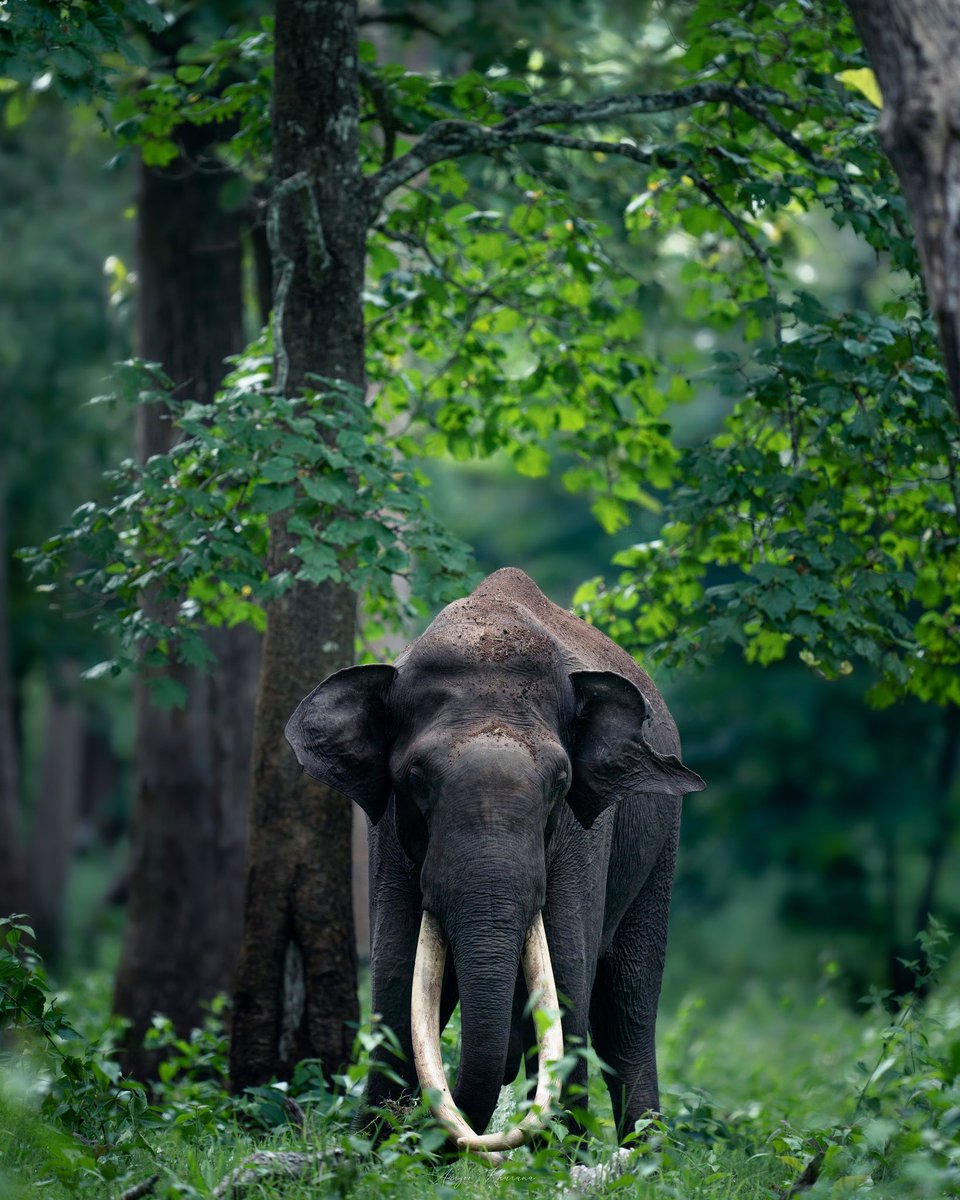 aarzoo_khurana's tweet photo. A Tusker clicked at Kabini, Karnataka. 

August, 2021. 

#wildlifephotography 

@incredibleindia @KarnatakaWorld @ParveenKaswan https://t.co/T8geBb3qPL