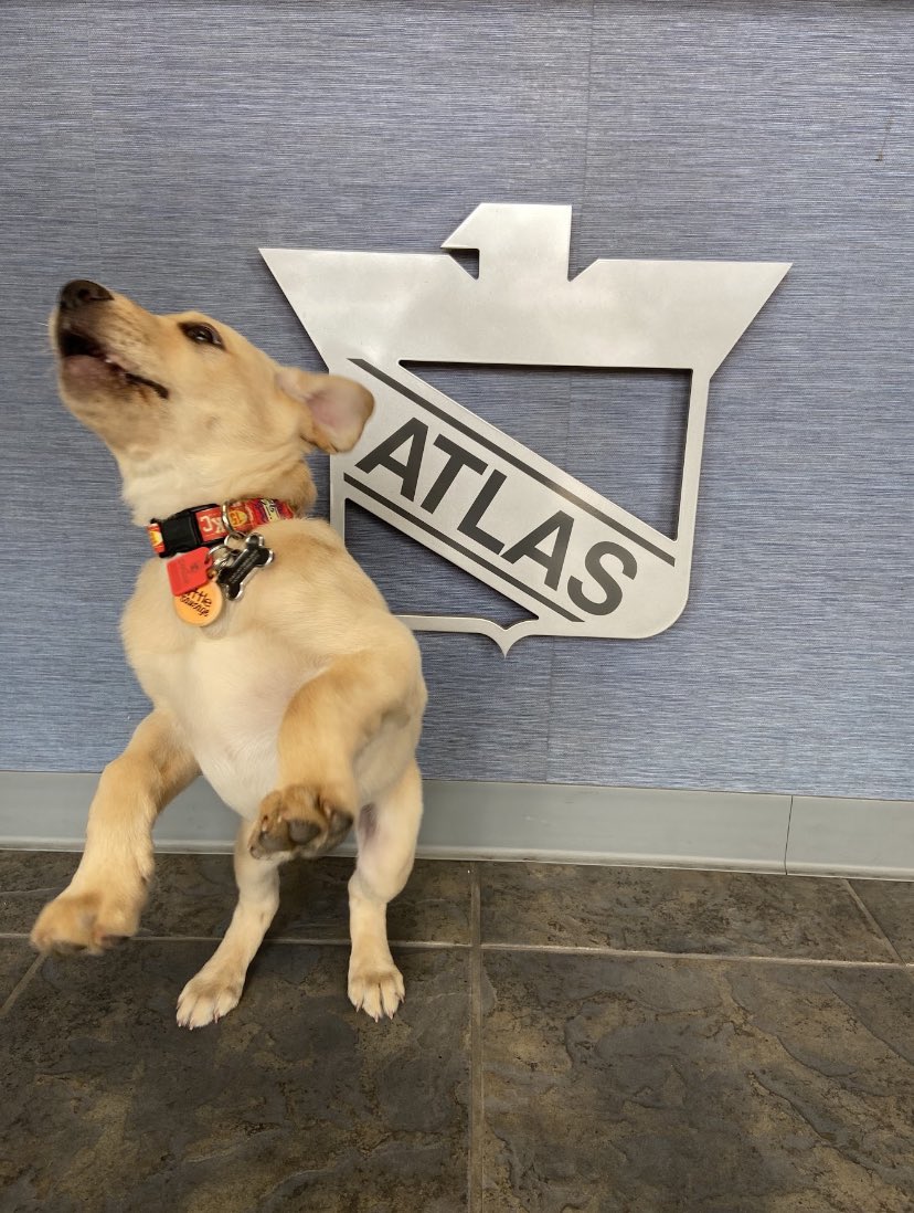 atlassecurity's tweet photo. Sunnie outtakes because it’s Furiday. 🐶 https://t.co/oZ5MEtXZBn