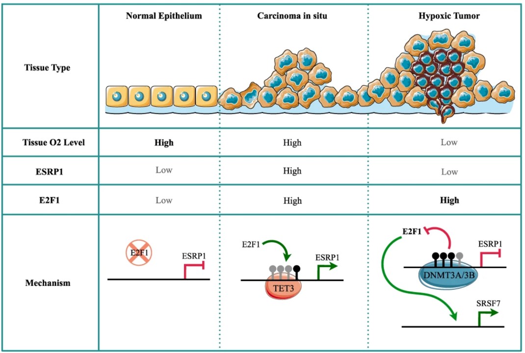 We are excited to share our recent work on hypoxia-driven epigenetic reprogramming that regulates the expression of a splicing factor to contribute to breast cancer progression. Thank you, 
<a href="/India_Alliance/">DBT/WT India Alliance</a>, for supporting our work. nature.com/articles/s4138…