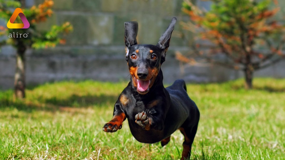 AliroTalent's tweet photo. You made it! Happy Friday! We’re jumping into the weekend as happy as this guy is and we hope you are too.
#TGIF #Friday #weekend #happy #itsfriday #pawsfirst #itstheweekend https://t.co/iZH0X2e9MA