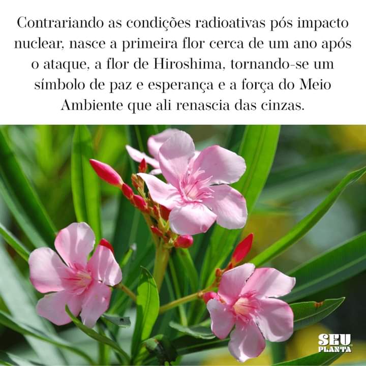 SeuPlanta's tweet photo. A história não é só o registro de acontecimentos, é, sobretudo, o guia de professor incontestável dos nossos erros.

Um povo que não conhece seu passado, se ilude no presente e não tem futuro.
https://t.co/0V1IRIPo8K
#diadehiroshima #rosadehiroshima #flordehiroshima #seuplanta🍀 https://t.co/4NDZ1alRcJ
