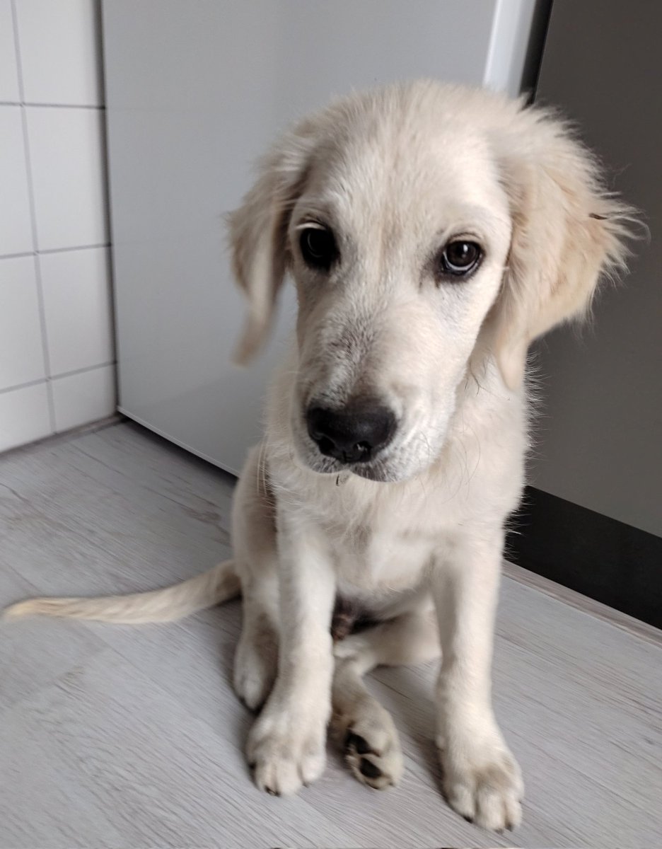 I'm a bit annoyed 🤔😬🐶 #dogs #dogsoftwitter #GoldenRetrievers