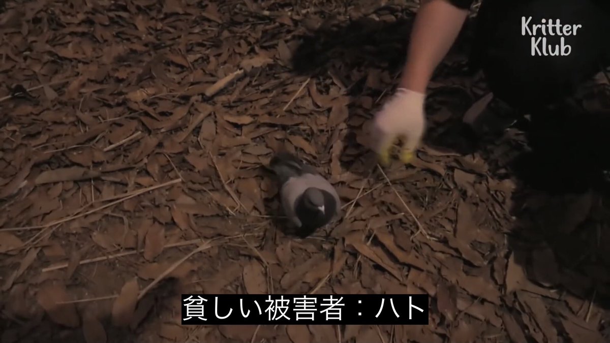 どうぶつ動画字幕bot (@Kritter_sub) on X: 