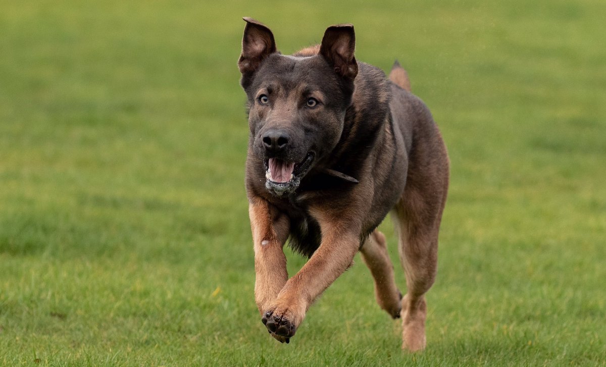 KPTacOps's tweet photo. Itโs a very Happy Birthday to one of our working GPDโs PD BLUE, who is 3 years old today. BLUE came to us a year ago from @gsrescueelite and he is loving life as a licensed Police Dog. HAPPY BIRTHDAY big lad ๐ฅณ #PdBlue #PoliceDog #Gpd https://t.co/Ysgv2uAFi9