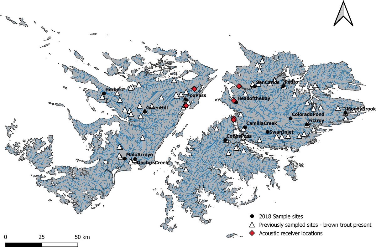 EvolAppJournal's tweet photo. Without containment, invasive brown trout can invade the last refugia of native fish in the Falklands
https://t.co/nhdLrKEDKR
@jessica_minett et al
#SNP analyses & #acoustic tagging reveal multiple origins and widespread dispersal of #invasive brown #trout in the Falkland Islands https://t.co/4bVZC4NOaU