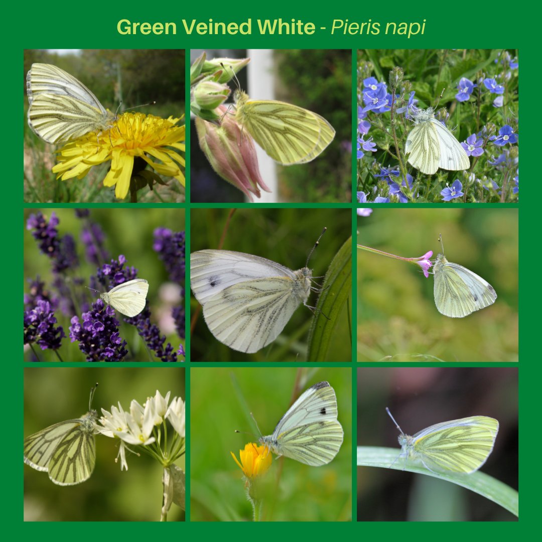 savebutterflies's tweet photo. Take a look at these beautiful Green-veined White butterflies that you, our citizen scientists have spotted so far in the Big #ButterflyCount π¦ πΈ
Find out more about the beautiful species here π https://t.co/T9G2G9ofJJ
#GetOutForTheCount https://t.co/qEIBpKP8kw