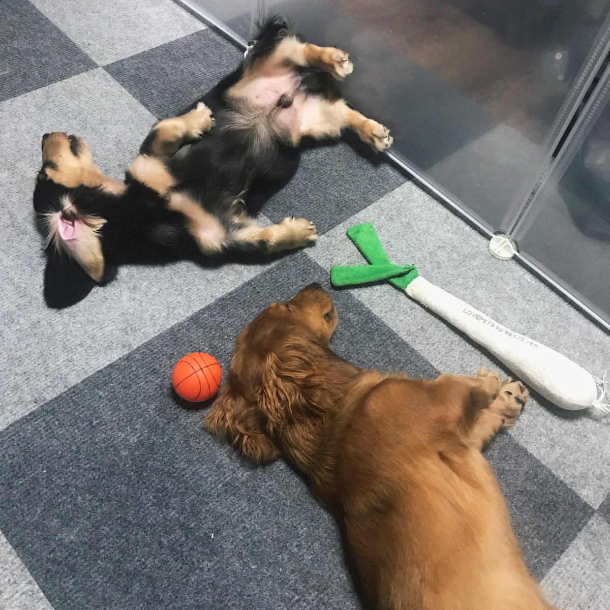 ダックス兄弟のウォルとバル Woll And Ball 仲良く寝てくれてる おやすみ やんちゃすぎるボーイたち ダックス ミニチュアダックス ミニチュアダックスフンド レッドダップル ブラックイエロー いぬのいる暮らし 子犬のいる暮らし 犬好き