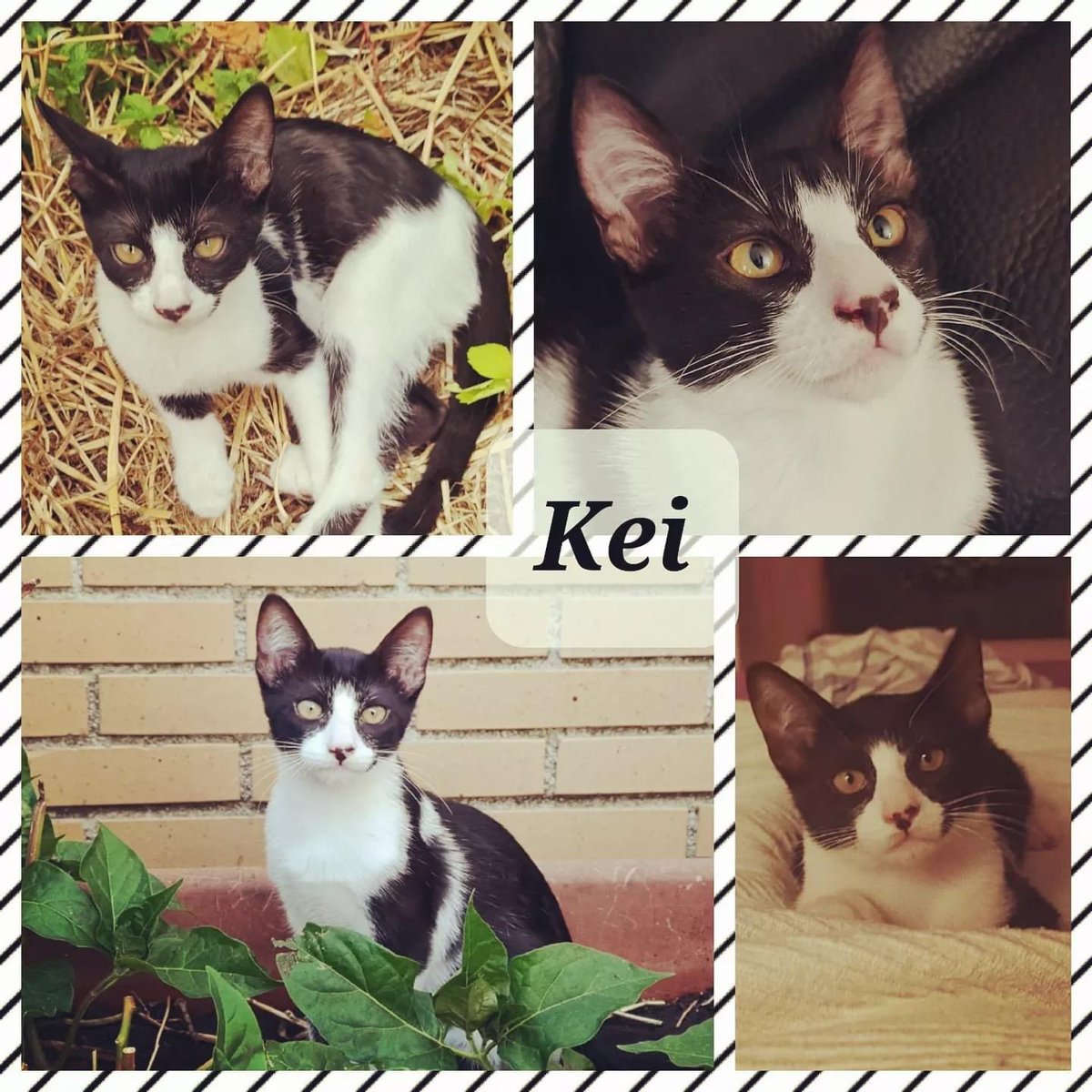 SosMaullidos's tweet photo. Os presentamos a Kei, un gatito de 3 meses muy cariñoso y juguetón q busca una familia. Contacta por Whatsap 644.35.96.05.
X favor nos ayudáis a difundir 🙏🙏😘😘😘 https://t.co/1c1DTkOmYh