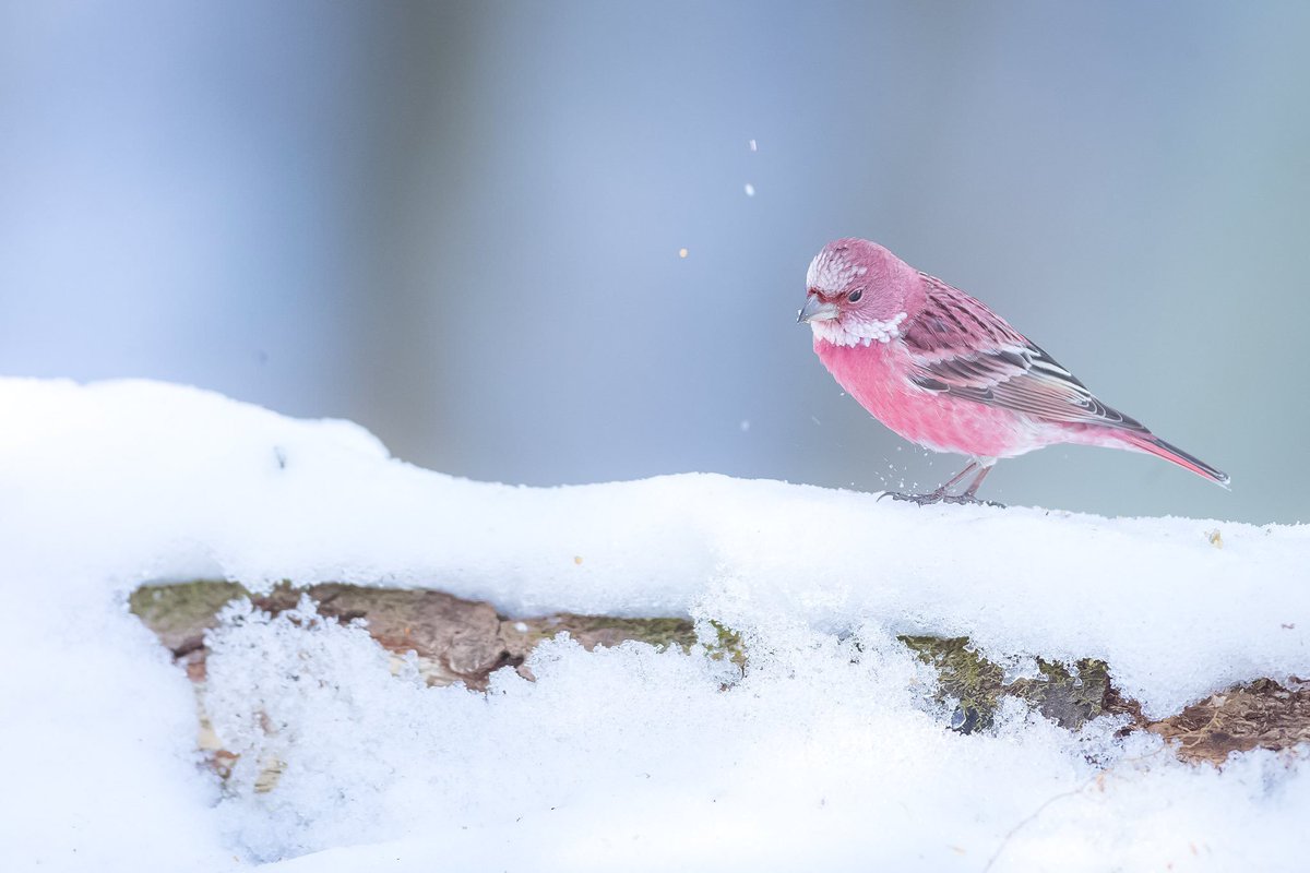 I don’t want to “have a mortgage” or “pay utilities” I want to be a rose finch
