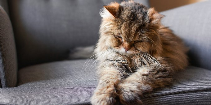 Feline study provides insight into dementia process
vetcommunity.com/vc/newsitem/?s…

#cats #veterinary #onehealth #dementia