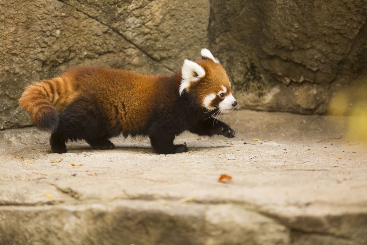 Red Panda Every Hour! (@redpandaeveryhr) on Twitter photo 