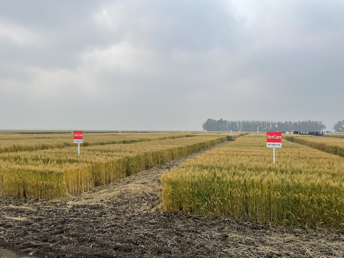 Lauren Wensleyš¾ (@secanlauren) on Twitter photo Another great tour at <a href="/aggrowconsult/">Ag Grow Consulting</a> Codette #Sask site! Showcasing a good variety of great new #wheat #barley & #oat varieties for the area #tour21 Another great tour at <a href="/aggrowconsult/">Ag Grow Consulting</a> Codette #Sask site! Showcasing a good variety of great new #wheat #barley & #oat varieties for the area #tour21