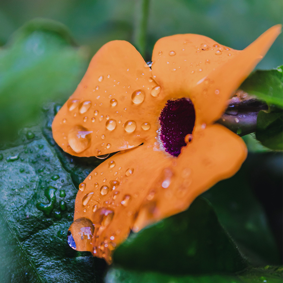 Motorola_col's tweet photo. Con el lente macro y el flash incorporado del #MotoG100 los detalles son los protagonistas en las fotos  

#HelloMoto Comenta con 🌴 si te gusta retratar la naturaleza

https://t.co/89aXmlY8c7 https://t.co/eRSKRKIKmt