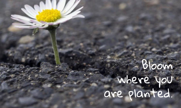 RFESTigers's tweet photo. The new school year is around the corner and there is no better time to find a perspective that will result in success. There is always room for you to make a difference! (Teachers, students, parents, and community are all included!!)
#rfestigers #newschoolyear https://t.co/t1wnhnZsOH