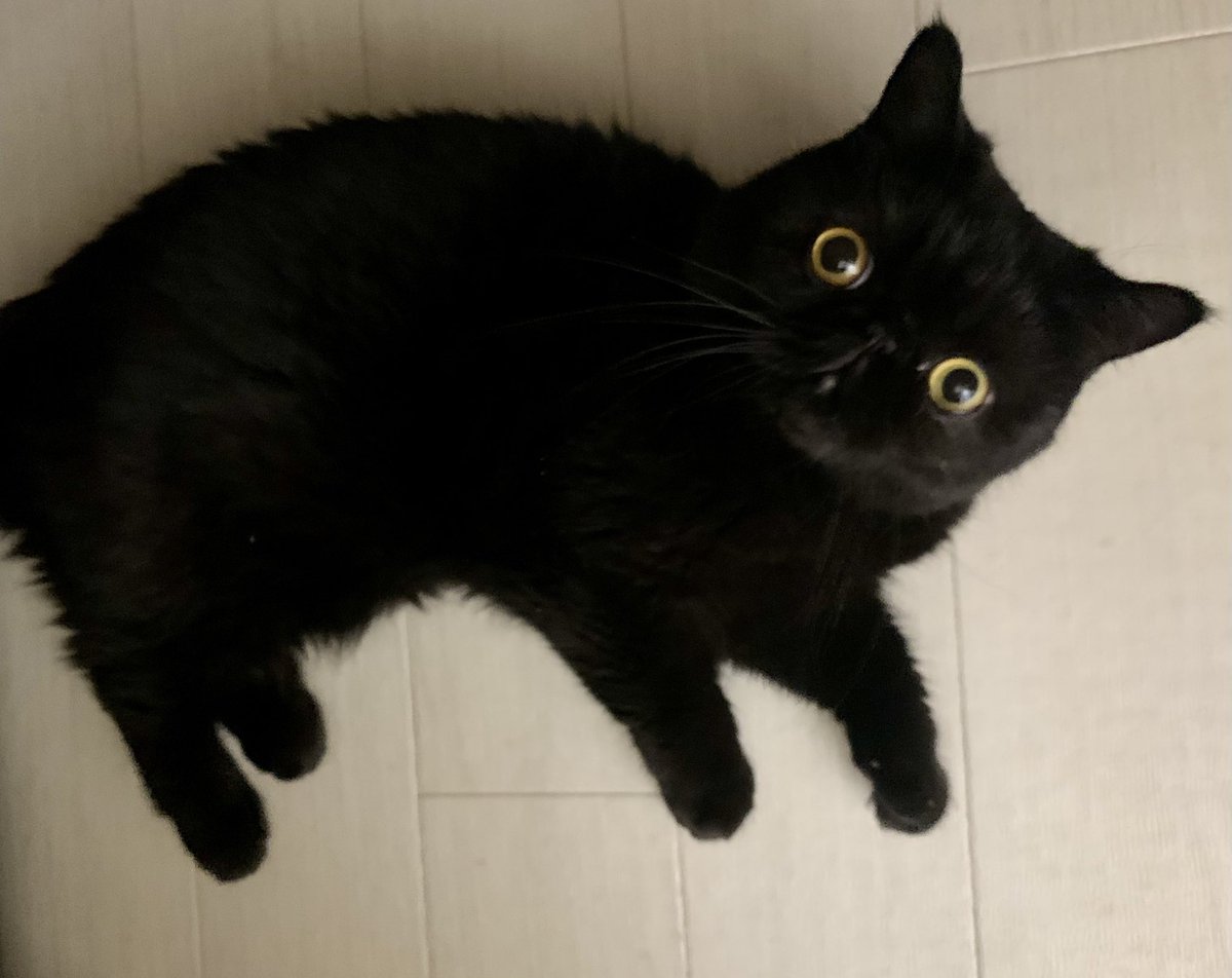 しぃちゃん tweet media