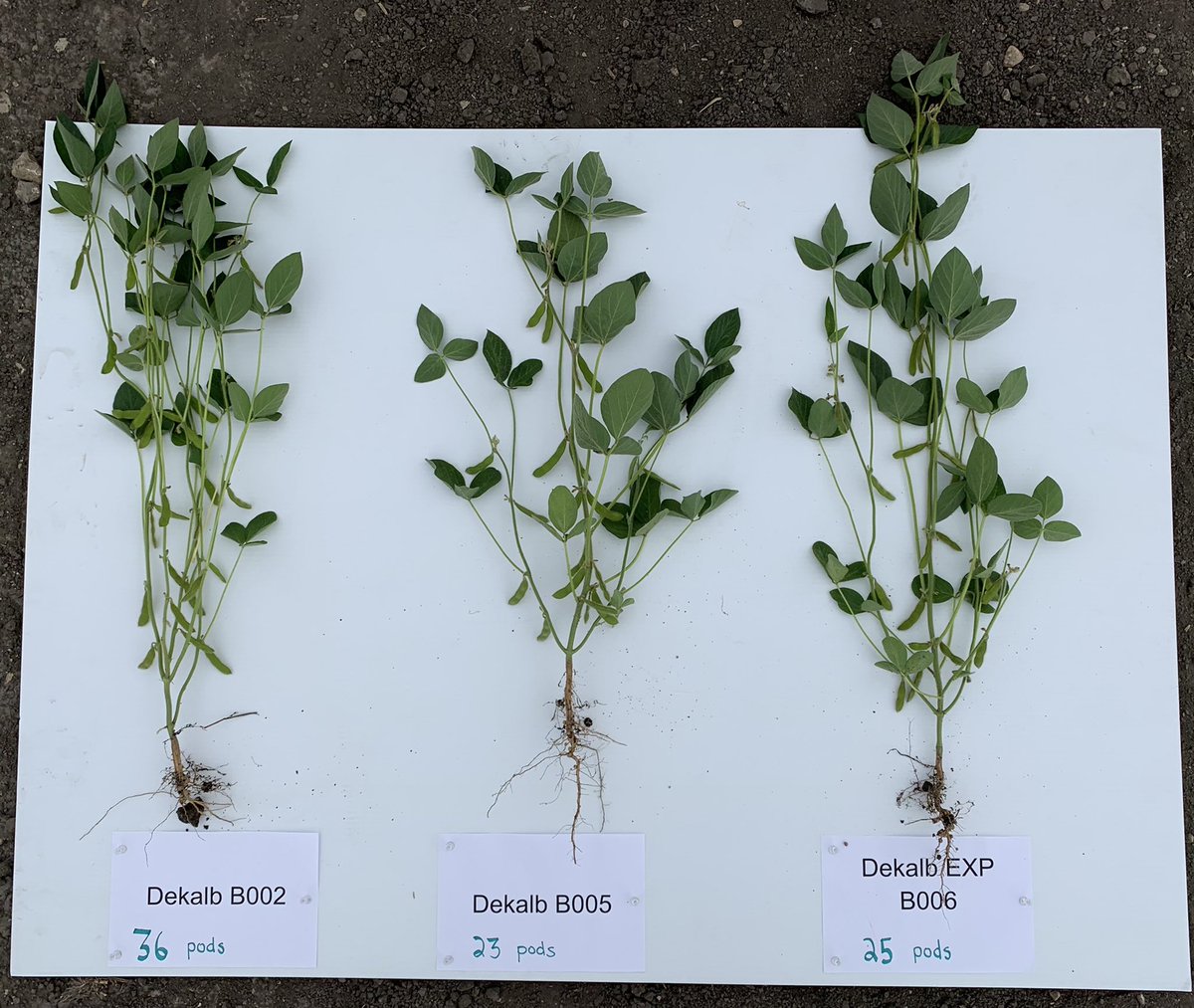 PrairieRootsAg's tweet photo. Evan and Chase were at our Soybean Variety Strip Trial (near St. Eustache, MB) to check out plant structure and pod development. Another drink of rain would be welcomed! https://t.co/lBprcjWk19