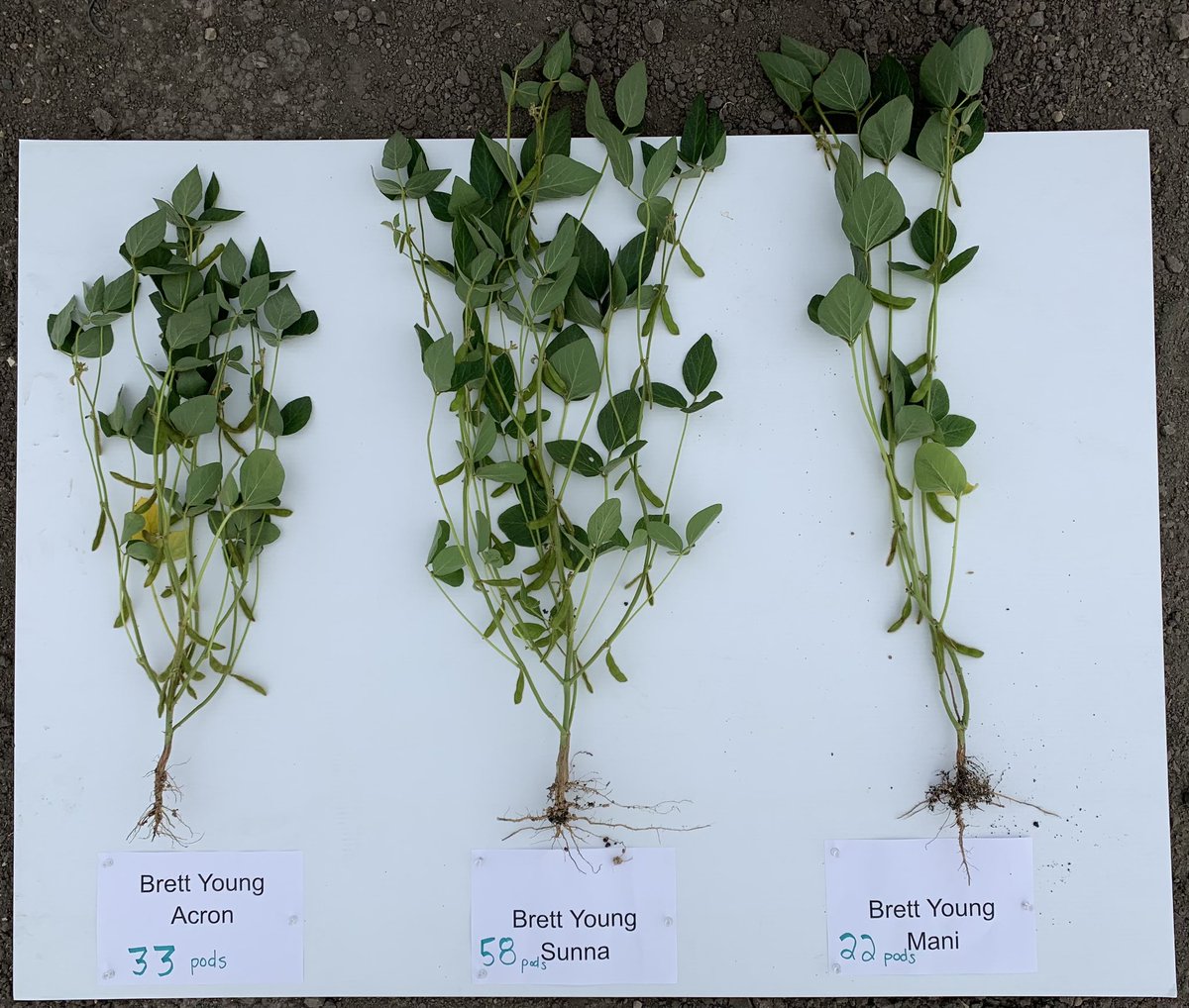 PrairieRootsAg's tweet photo. Evan and Chase were at our Soybean Variety Strip Trial (near St. Eustache, MB) to check out plant structure and pod development. Another drink of rain would be welcomed! https://t.co/lBprcjWk19