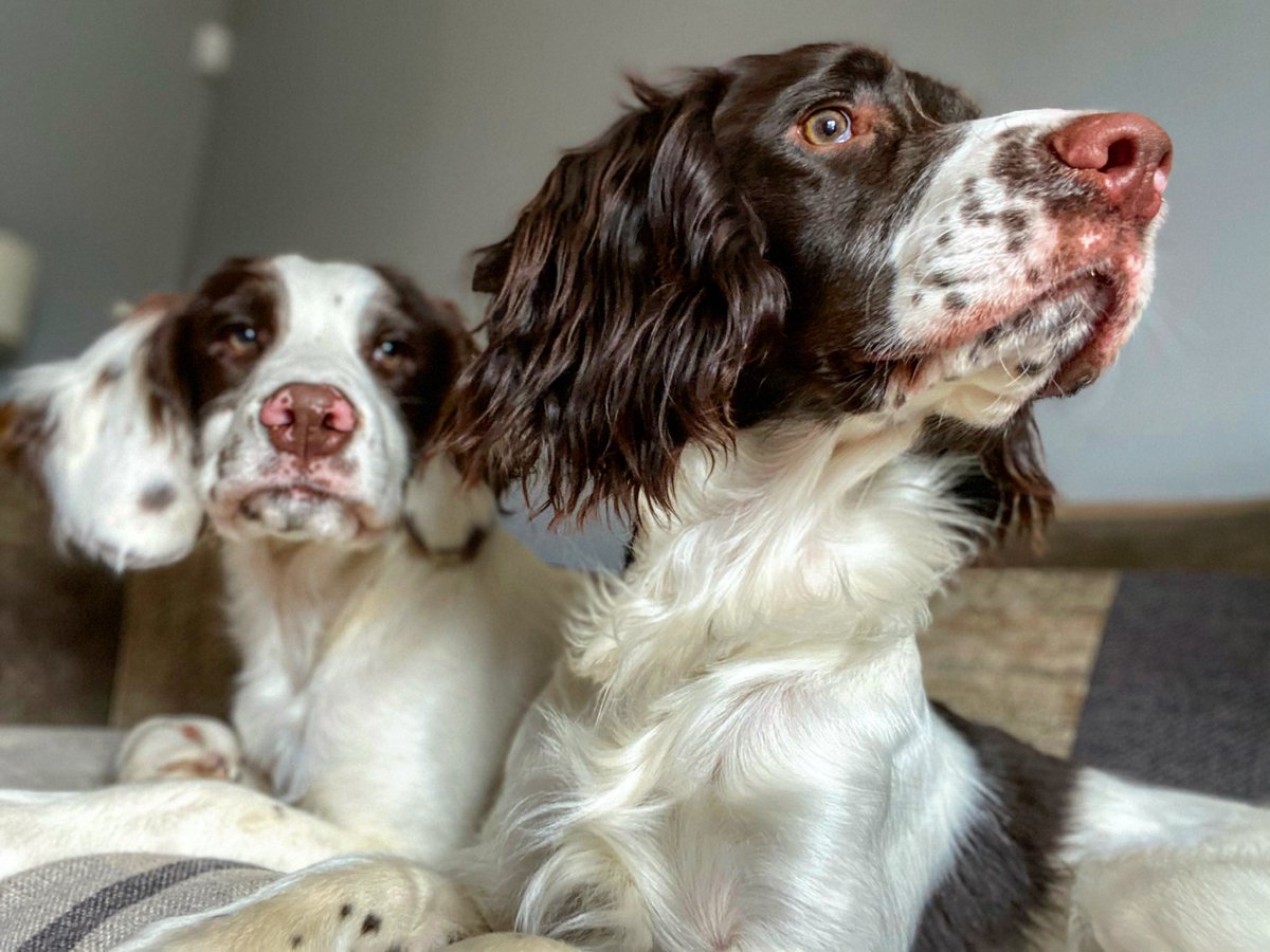 daviehollywoody's tweet photo. Just like to thank @vicky_gilmour what a portrait of my 2 boys…amazing can’t wait to get it framed and on the wall 😍😍😍 #broony&badger https://t.co/beMI4Nmc4w