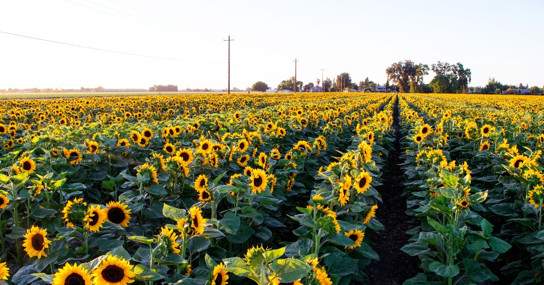 GrowWestUS's tweet photo. California is one of the top producing states in the country for sunflower production. Utilized for both their seeds and oil, sunflowers are not only beautiful but offer another crop to the diversity of California agriculture. https://t.co/JBvFPiTJNe